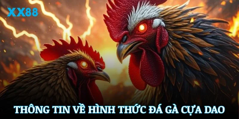 Điểm qua các thông tin quan trọng của hình thức đá gà cựa dao
