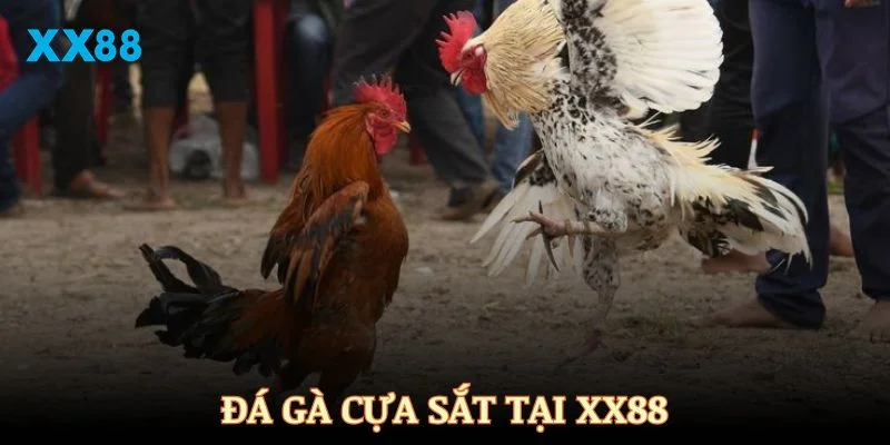 Đá gà cựa sắt