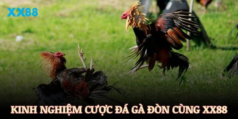 Kinh nghiệm cược đá gà đòn cùng nhà cái XX88