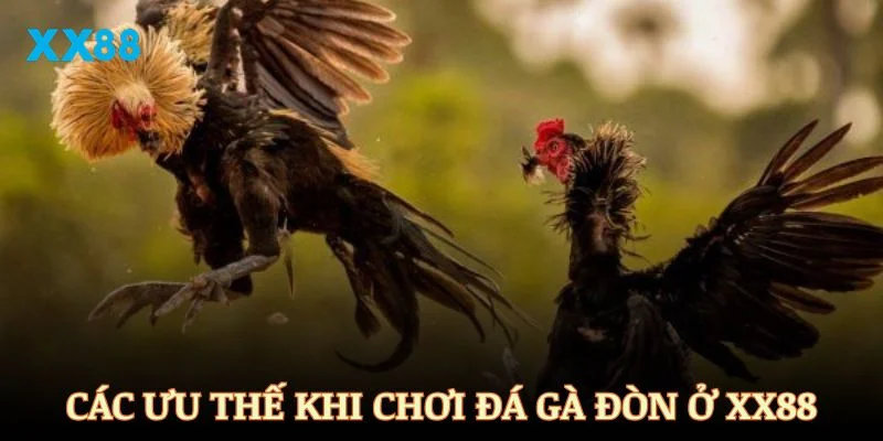 Các ưu thế vượt trội khi chơi đá gà đòn ở XX88