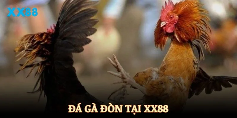 Đá Gà Đòn - Sân Chơi XX88 Đẳng Cấp