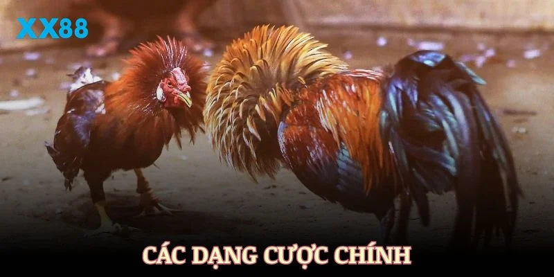 Tổng hợp các dạng cược chính trong đá gà cựa tròn