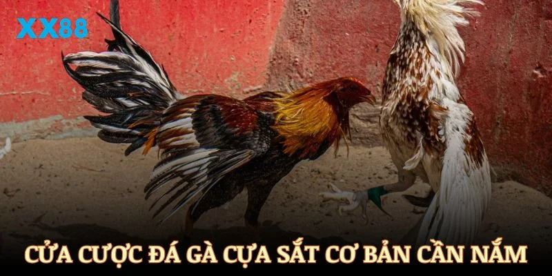 Những cửa cược đá gà cựa sắt cơ bản cần nắm