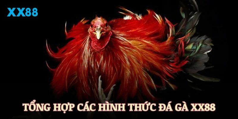 Tổng hợp các hình thức đá gà XX88 phổ biến nhất hiện nay