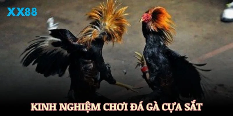 Kinh nghiệm chơi đá gà cựa sắt hiệu quả hàng đầu tại XX88
