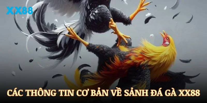 Các thông tin cơ bản về sảnh đá gà XX88 bạn nên biết