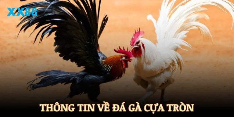 Điểm qua các thông tin quan trọng của hình thức đá gà cựa tròn