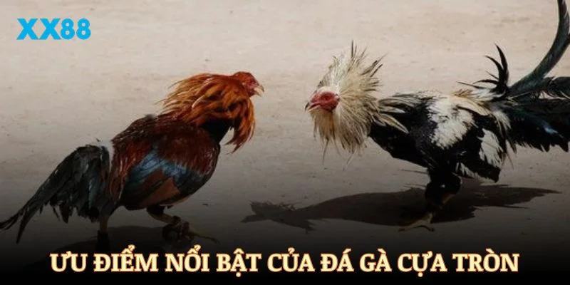 Khám phá các ưu điểm nổi bật của hình thức đá gà cựa tròn